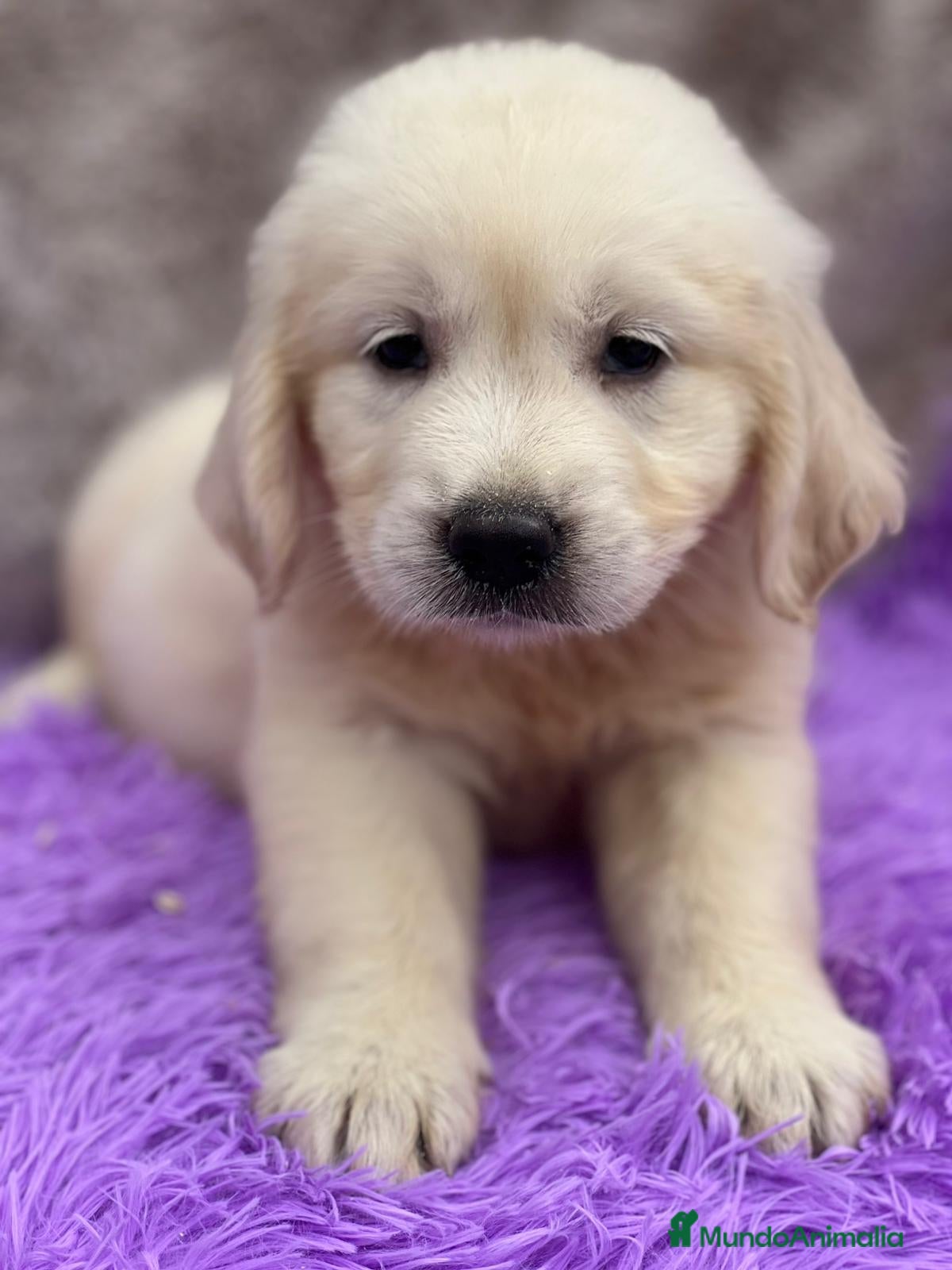 Golden Retriever perros GOLDEN RETRIEVER DISPONIBLES - Anuncio 6