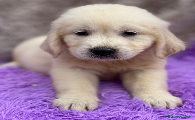 Golden Retriever perros - Propaganda 2