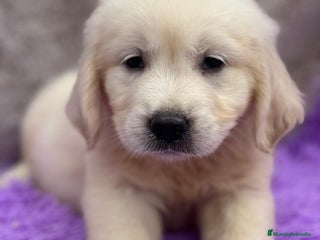Golden Retriever perros - Anuncio 22