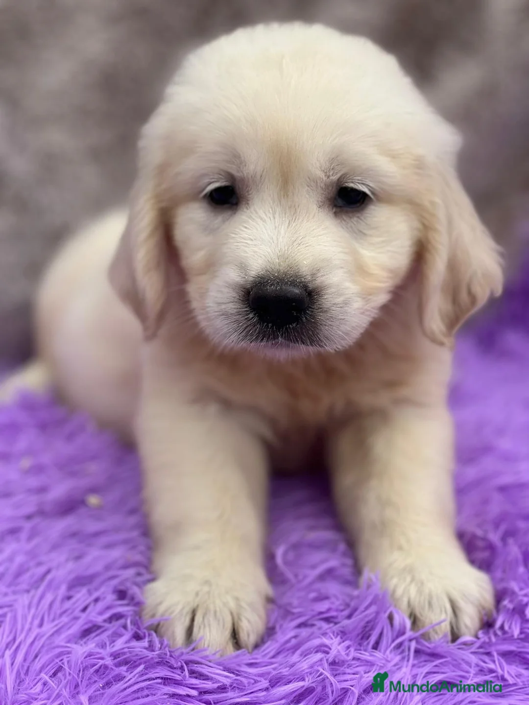 Golden Retriever perros en venta: GOLDEN RETRIEVER DISPONIBLES - Anuncio 1