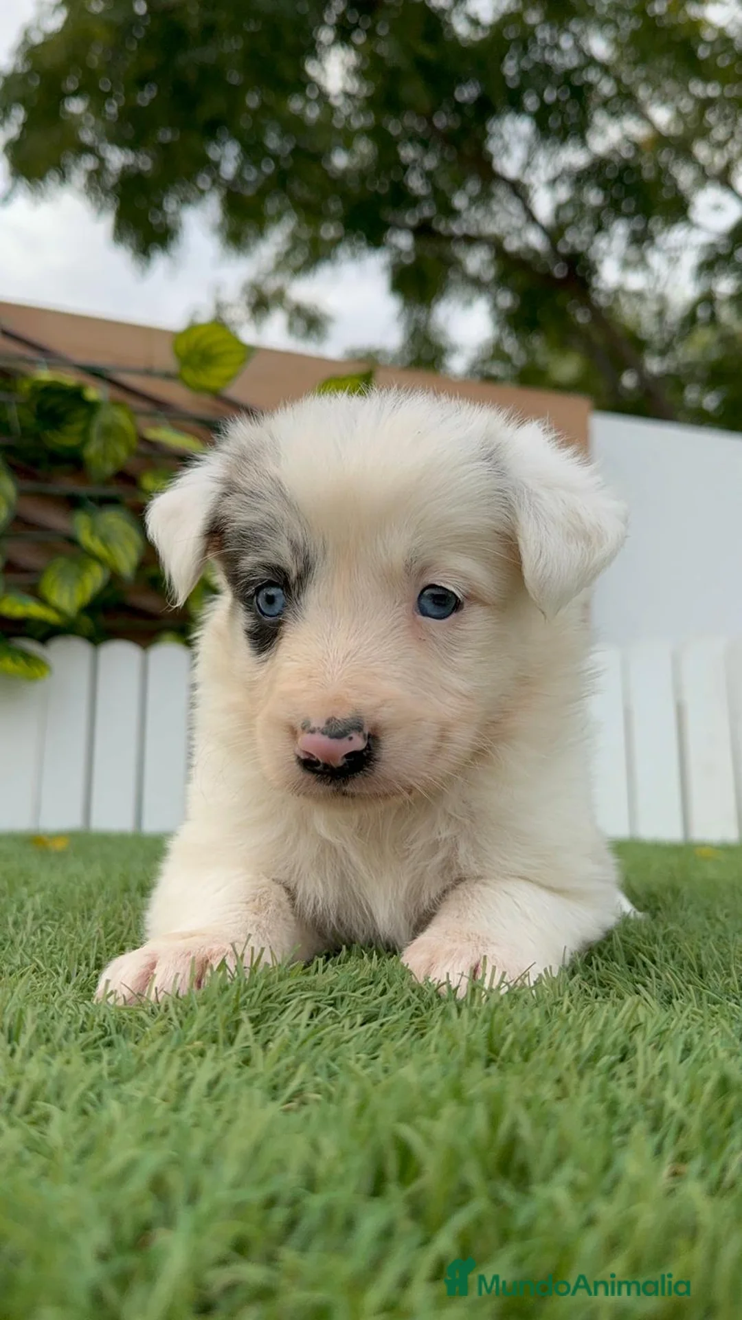 Border Collie perros en venta: BORDER COLLIE MACHO Y HEMBRA en Madrid - Anuncio 13