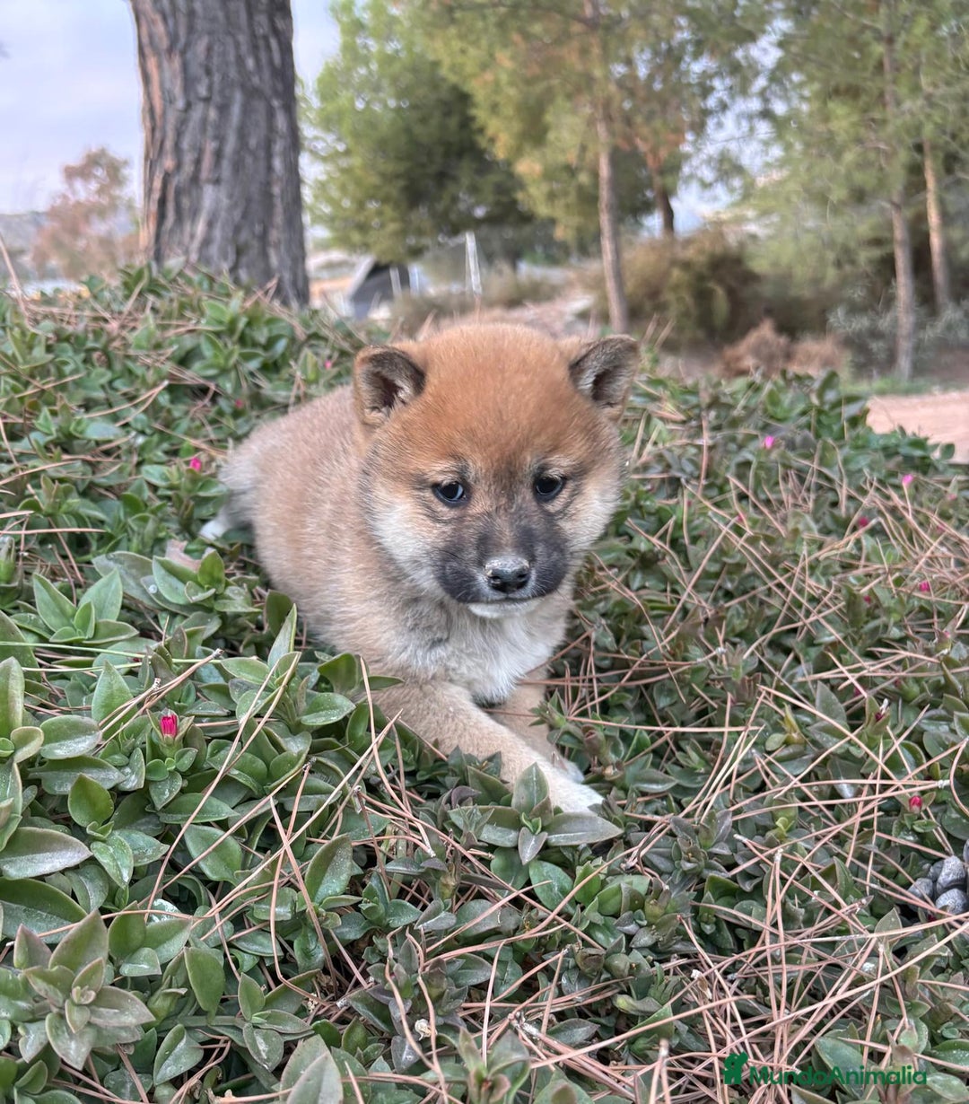 Shiba Inu perros en venta: SHIBA INU - Anuncio 4
