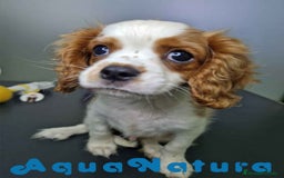 Cavalier King Charles Spaniel perros en venta: Cavalier Macho 0079 AQUANATURA  - Imagen 4