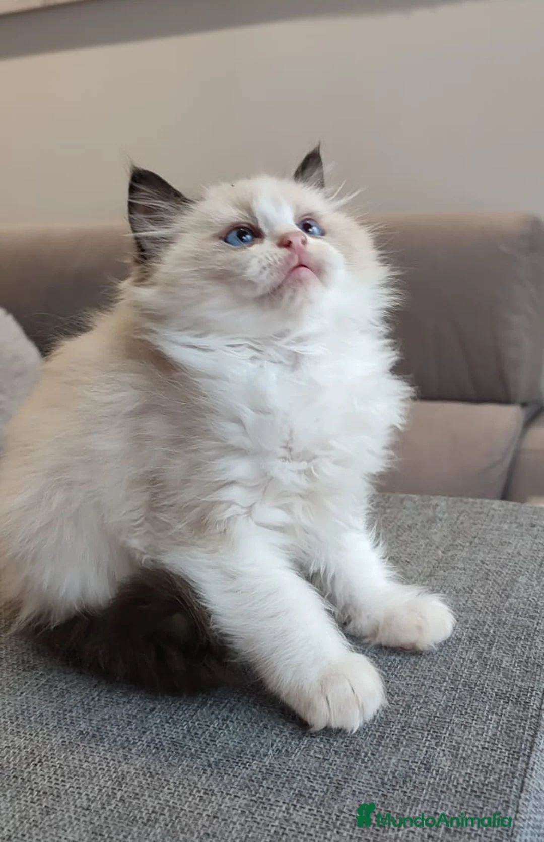 Ragdoll gatos en venta: Gatitos Ragdoll - Anuncio 14