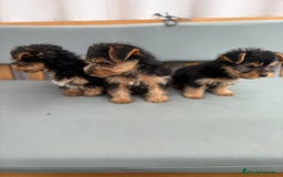 Yorkshire Terrier perros en venta: Yorkshire toy - Imagen 2