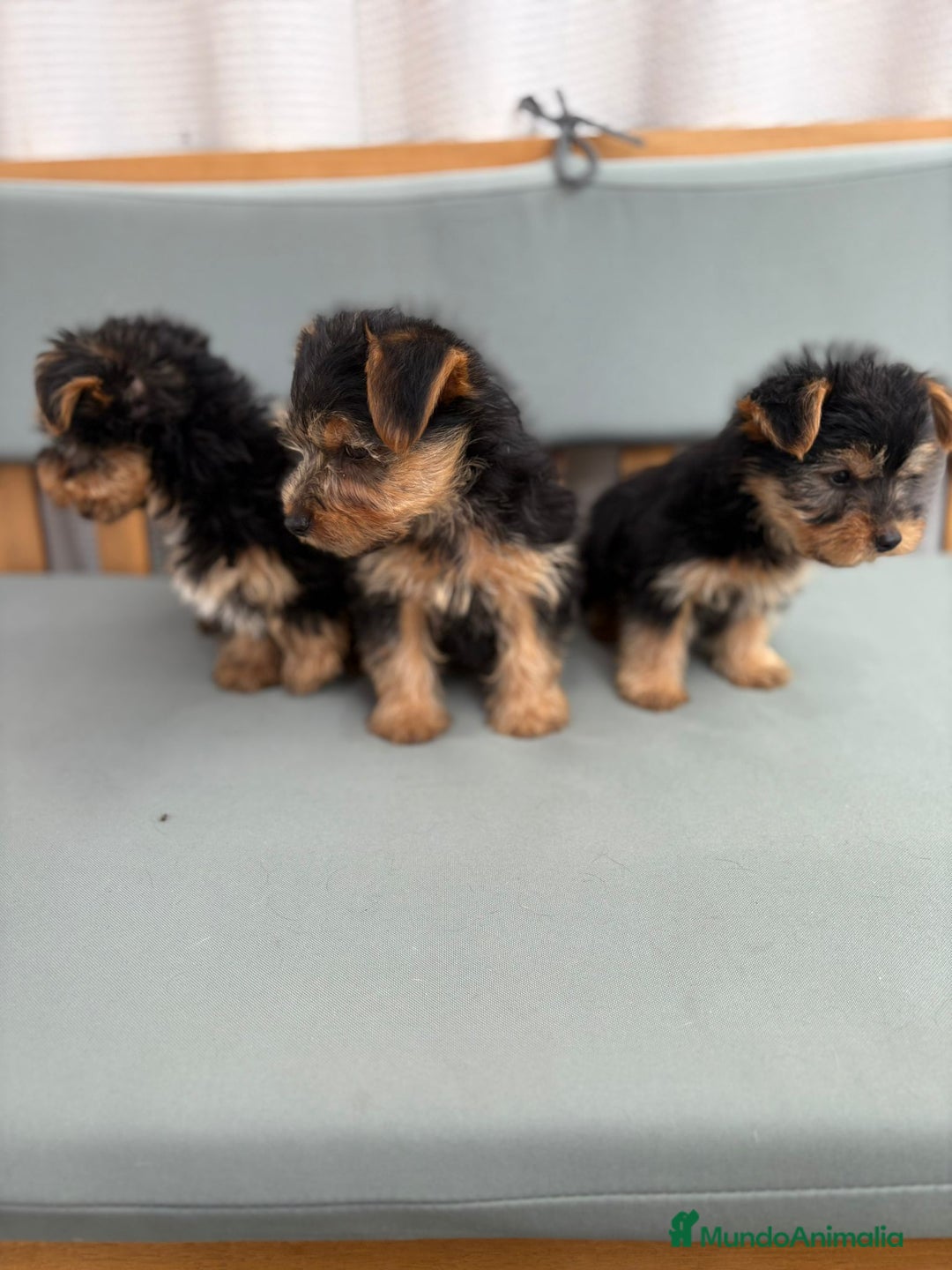 Yorkshire Terrier perros en venta: Yorkshire toy - Imagen 2