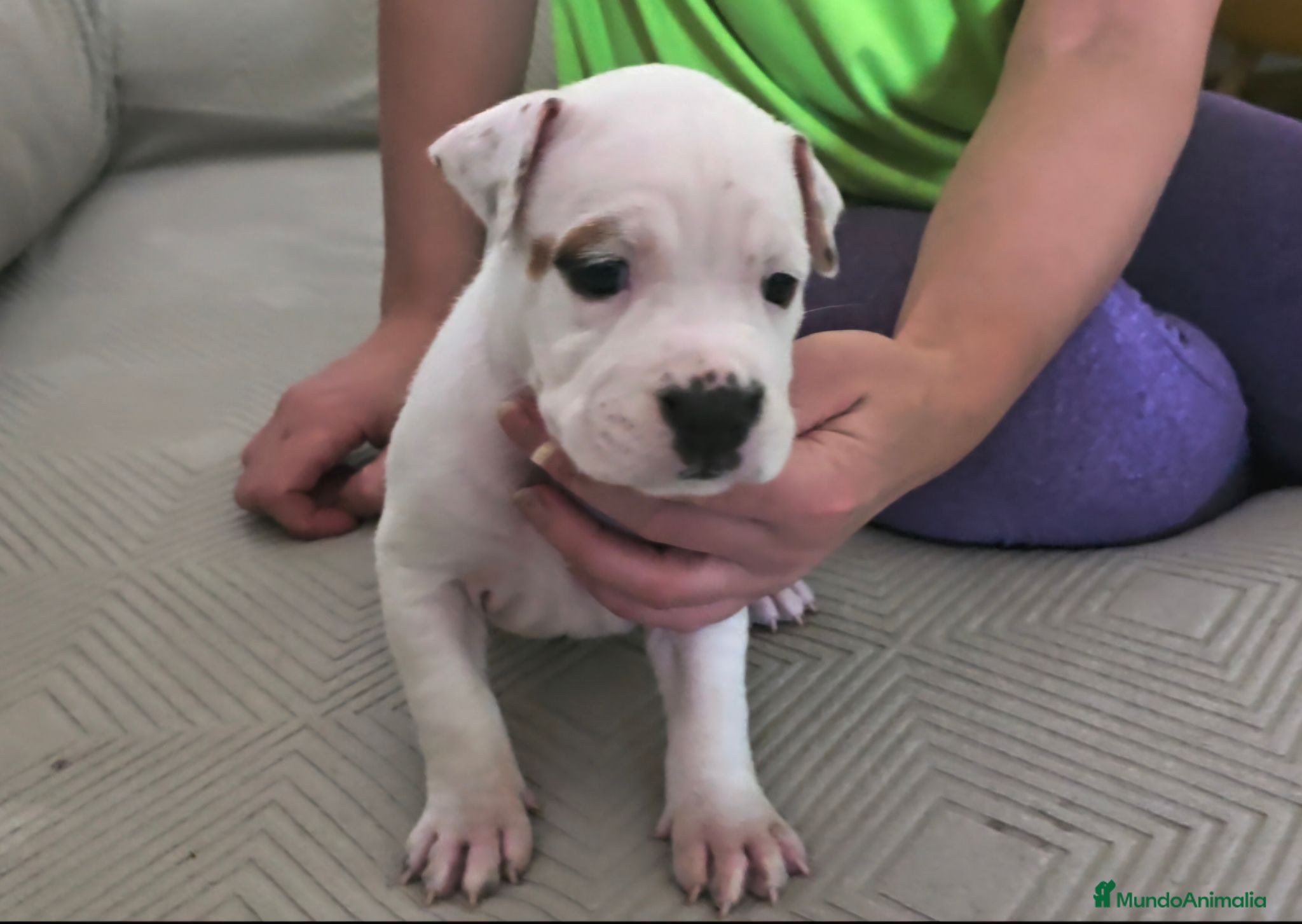 American Staffordshire-Terrier perros American Staffordshire Terrier  - Anuncio 2