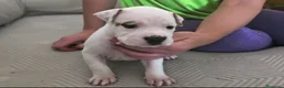 American Staffordshire-Terrier perros en venta: American Staffordshire Terrier  - Anuncio 1