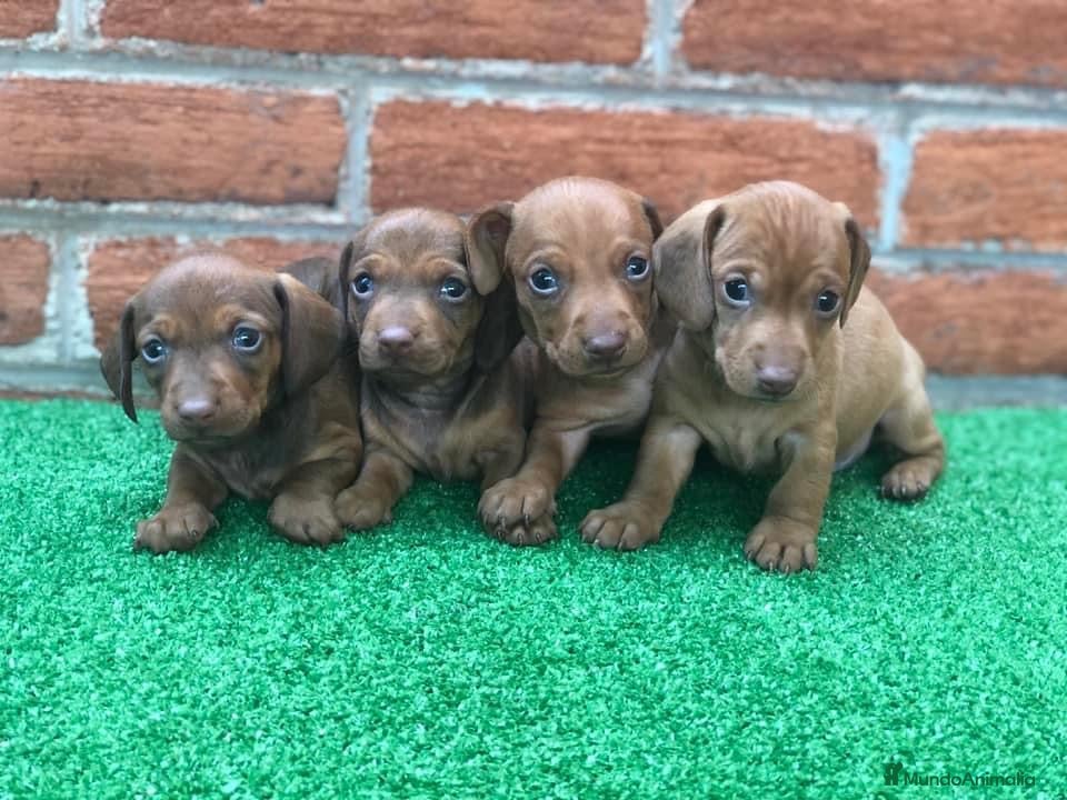 Teckel Miniatura perros Teckel en toda España !  en Ciudad Real - Anuncio 30