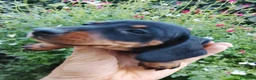 Teckel Miniatura perros en venta: Teckel miniatura  - Anuncio 4
