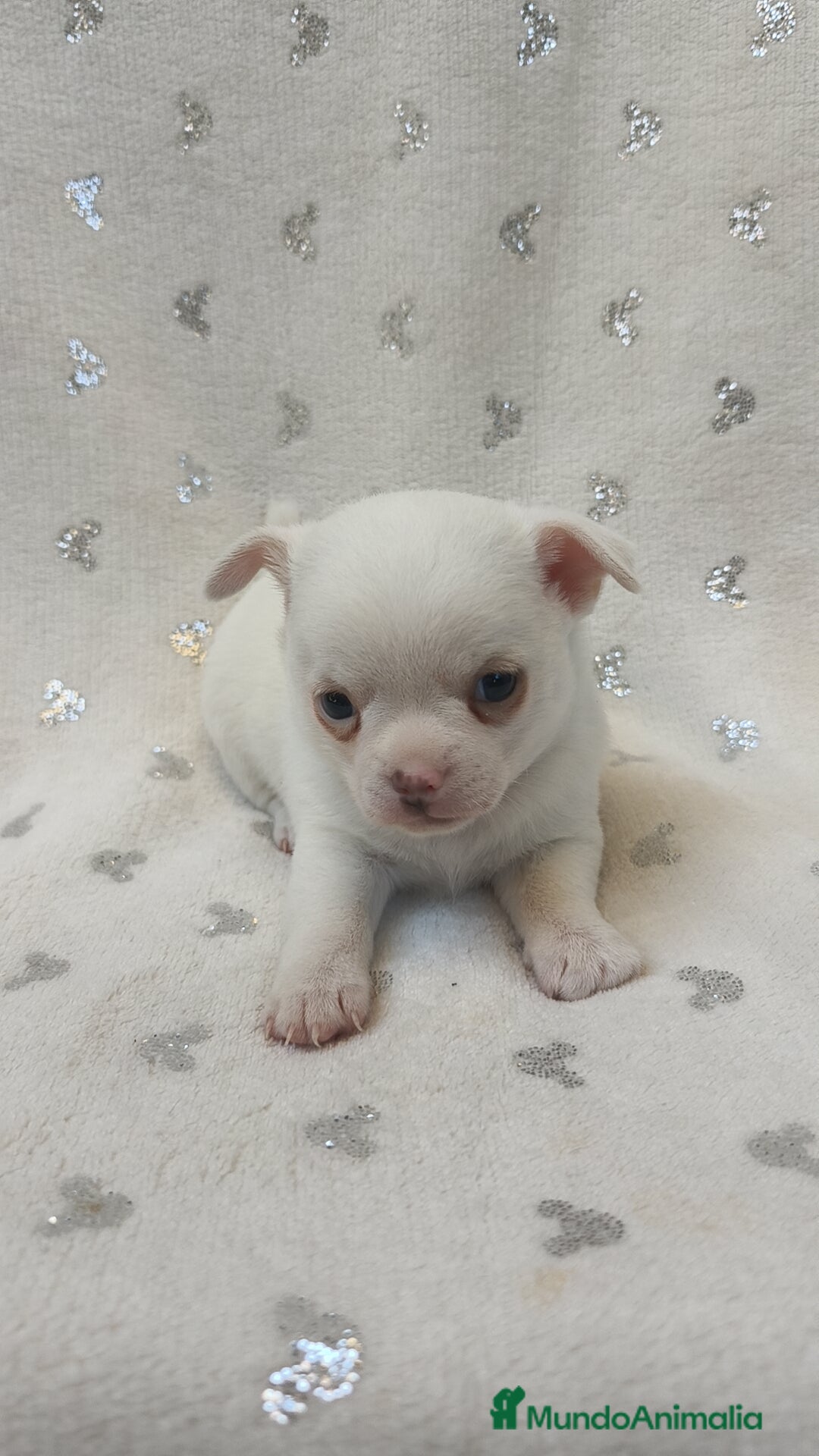 Chihuahua perros en venta: Chihuahua macho y hembra  - Imagen 4