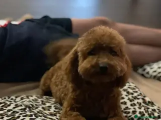 Caniche Toy perros caniche toy - Anuncio 2