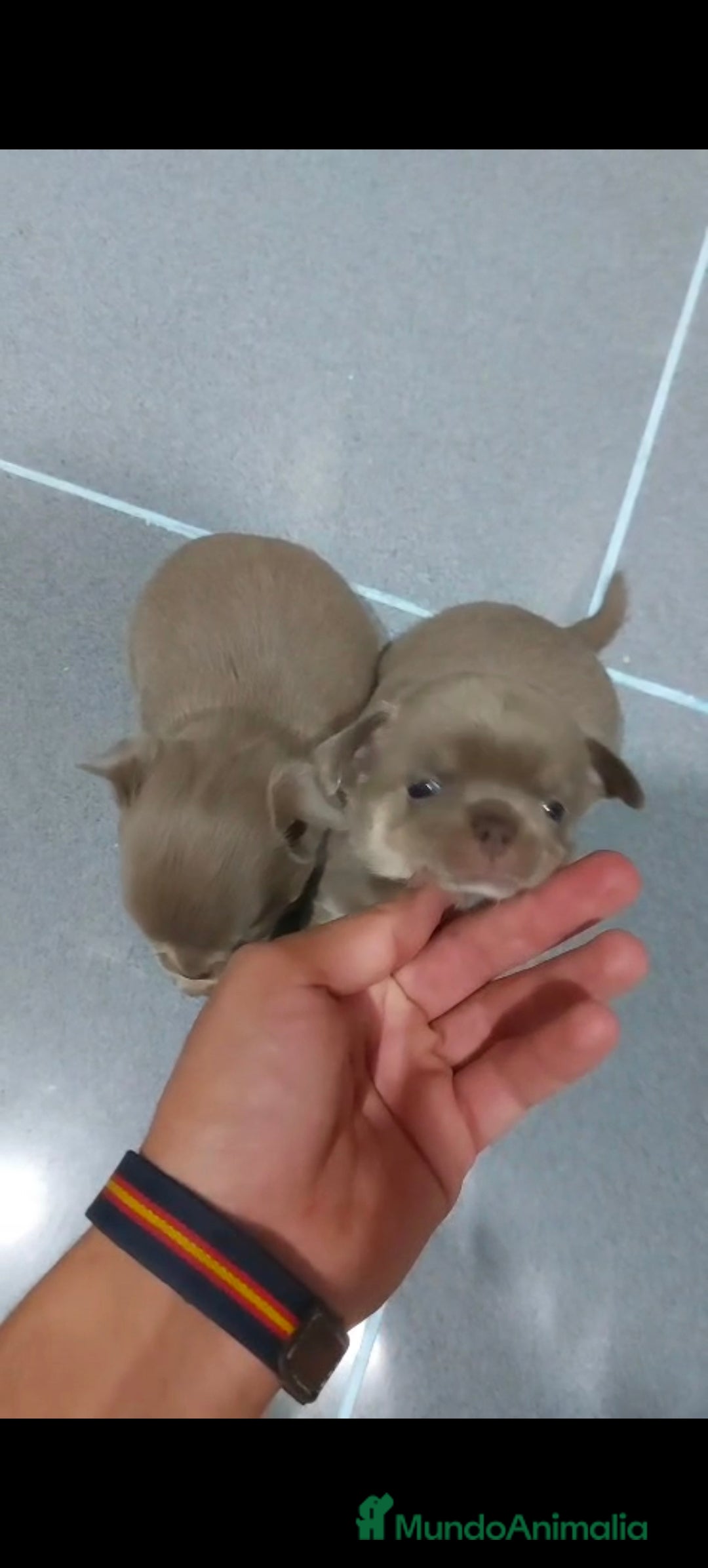 Chihuahua perros en venta: Chihuahua blue machos  - Imagen 5