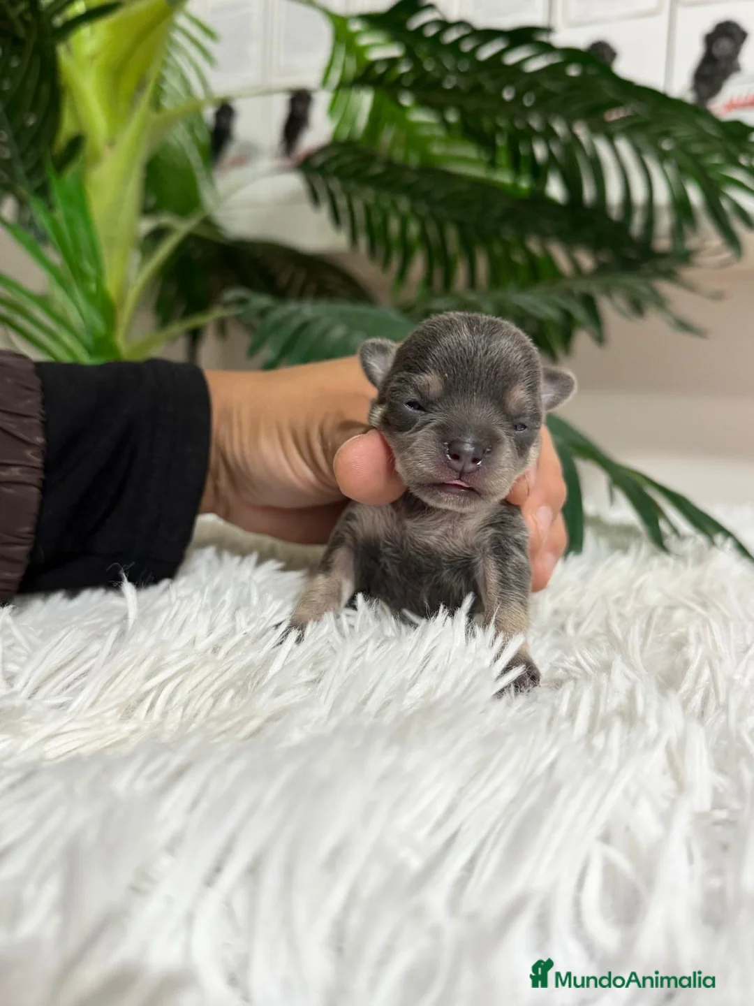 Chihuahua perros en venta: Chihuahua Blue hembra - Anuncio 11