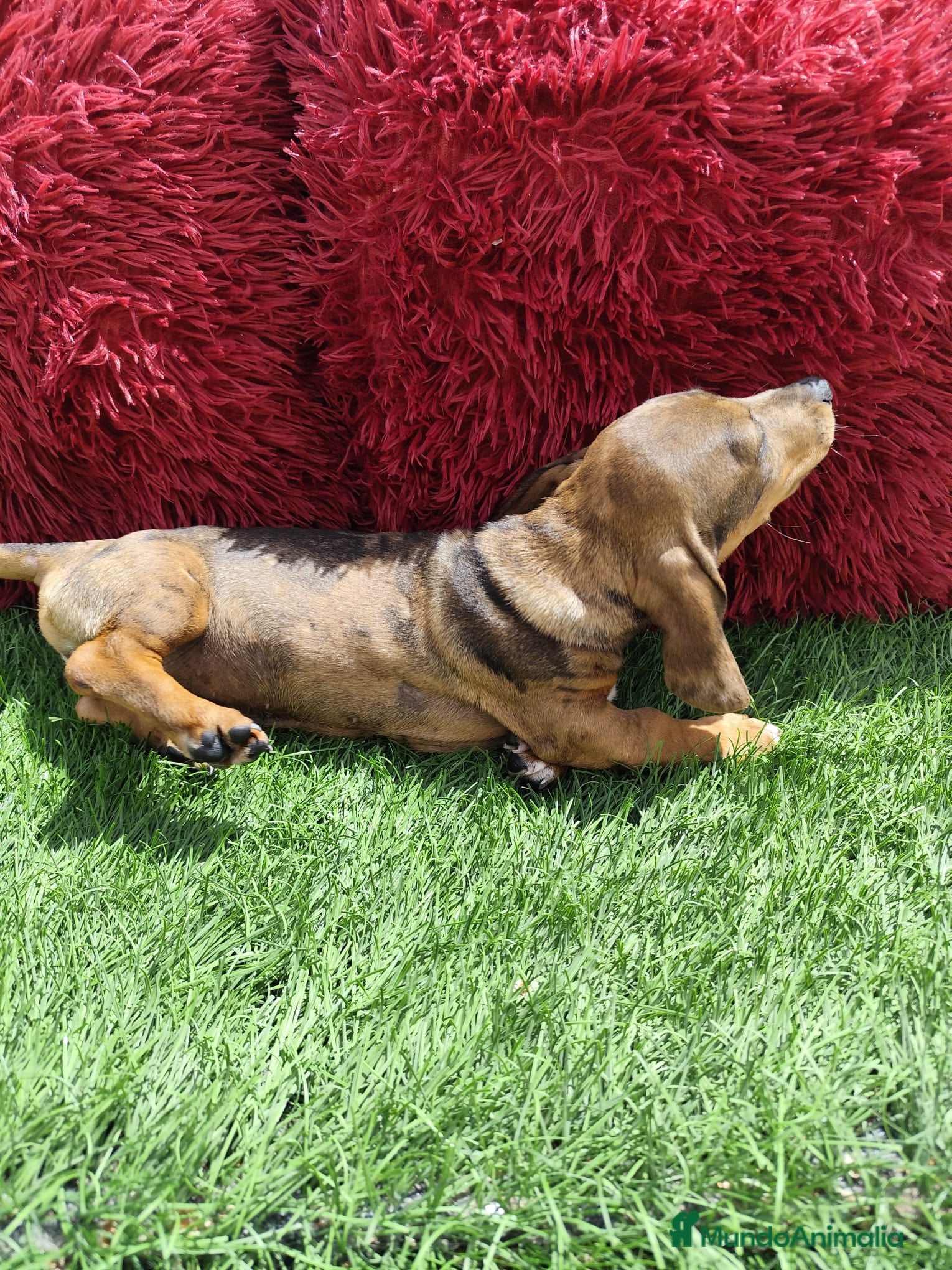 Teckel perros en venta: Teckel Miniatura choco merle - Anuncio 4