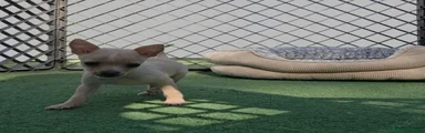Chihuahua 1