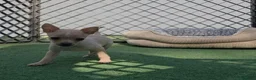 Chihuahua perros en venta: Chihuahua - Anuncio 3