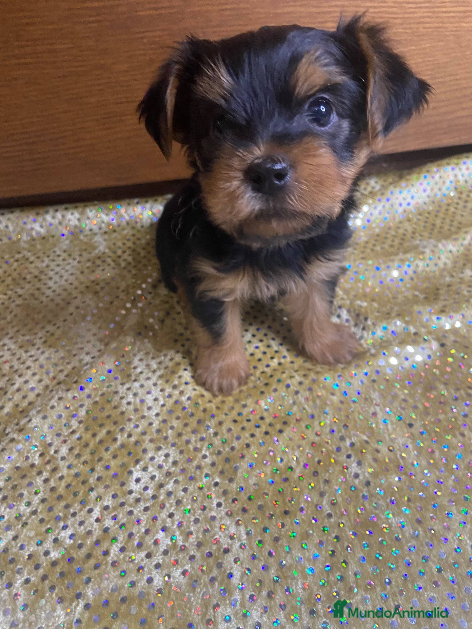 Yorkshire Terrier perros 🐾 Yorkshire Terrier – disponibles para reserva 🐾 - Anuncio 1