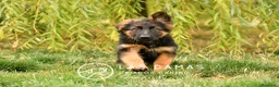 Pastor Alemán perros en venta: Pastor alemán disponibles - Anuncio 2