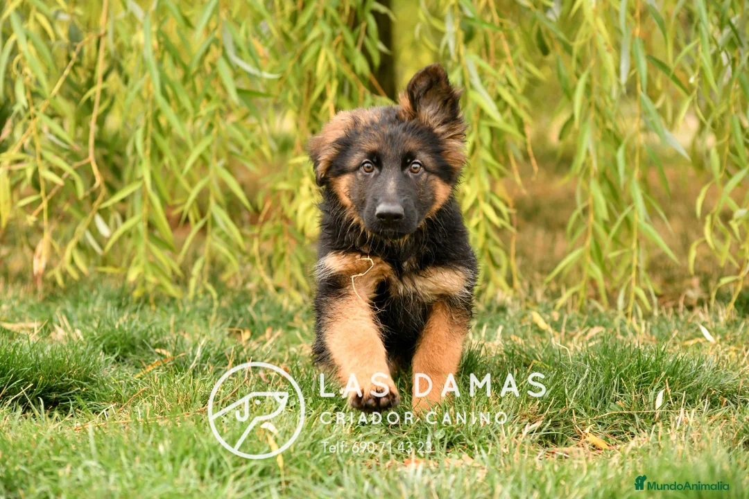 Pastor Alemán perros en venta: Pastor alemán disponibles - Anuncio 2