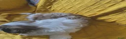 Shih Tzu perros en venta: Shih tzu macho  - Anuncio 2