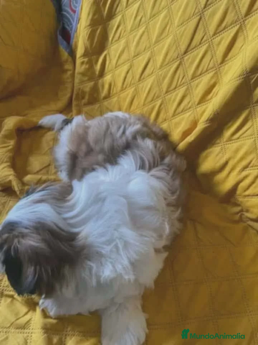 Shih Tzu perros en venta: Shih tzu macho  - Anuncio 2