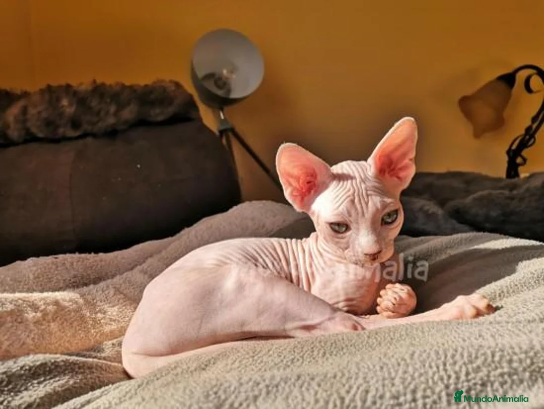 Imagen de galería {{count}}