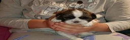 Shih Tzu perros en venta: Shih Tzu de Mumbrafer - Anuncio 9