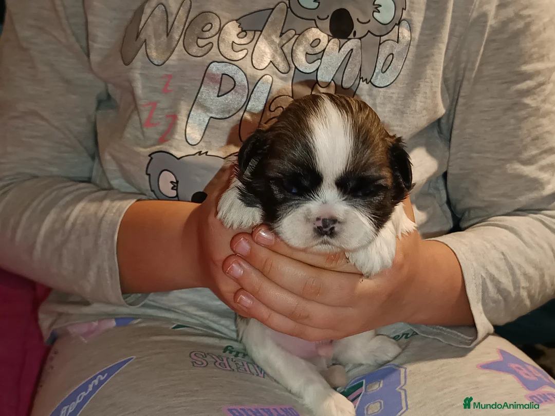 Shih Tzu perros en venta: Shih Tzu de Mumbrafer - Anuncio 9