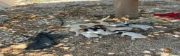 Raza Mixta perros en venta: Mestizos de pinscher - Anuncio 3