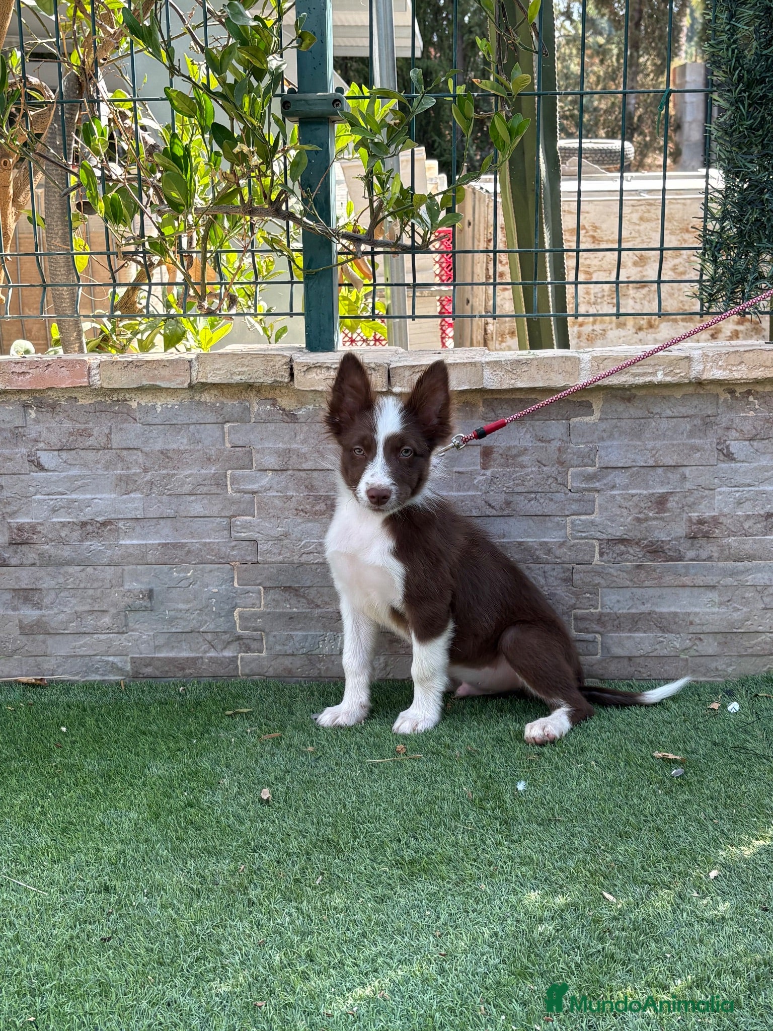 Border Collie perros Cachorro Border collie  - Anuncio 1