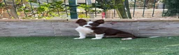 Border Collie perros en venta: Cachorro Border collie  - Anuncio 1