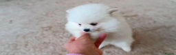 Pomerania perros en venta: POMERANIA MACHO Y HEMBRA - Anuncio 2