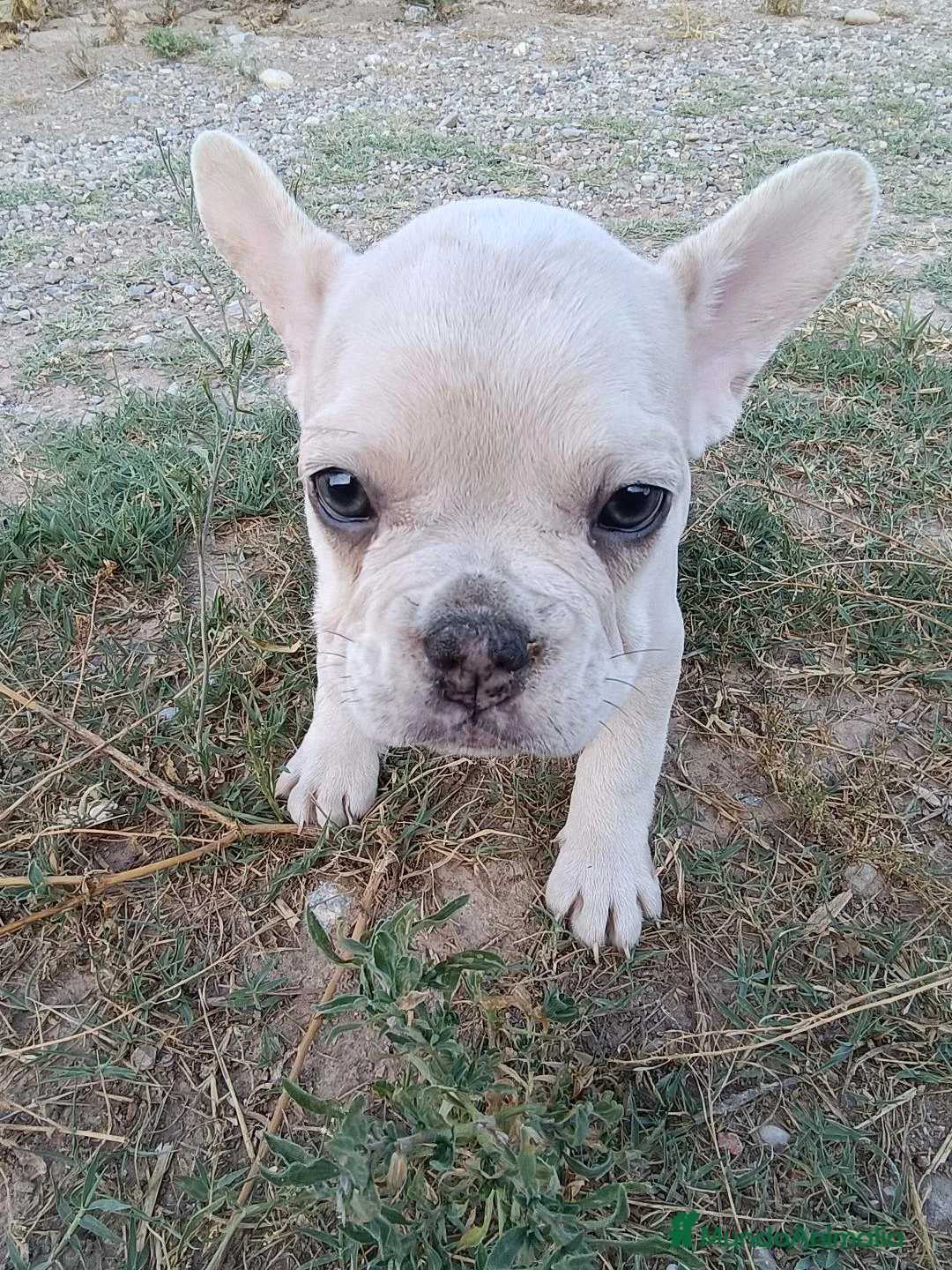Bulldog Francés perros en venta: Cachorros Bulldog Frances - Anuncio 4