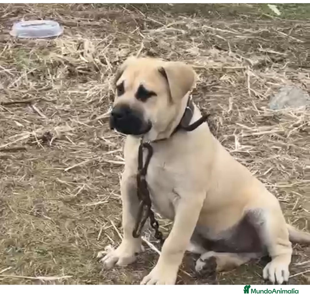 Presa Canario perros en venta: Cachorro macho presa canario - Anuncio 8