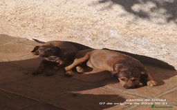 Pinscher Miniatura perros en adopcion: Mestizo de mini pincher  - Imagen 1