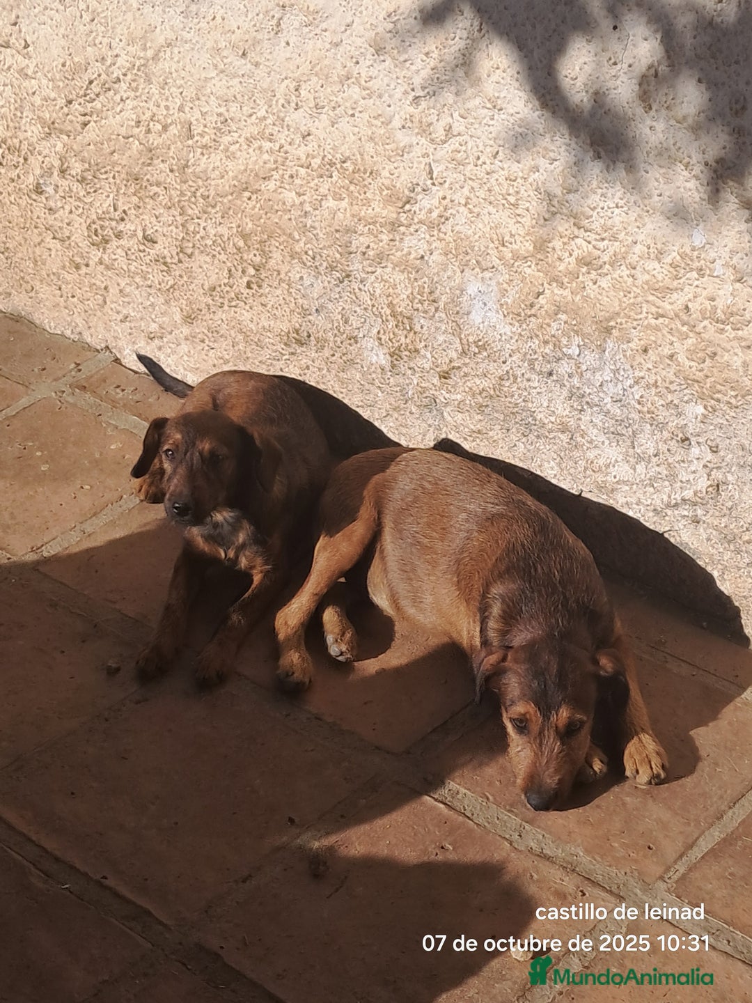 Pinscher Miniatura perros en adopcion: Mestizo de mini pincher  - Imagen 1