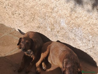 Pinscher Miniatura perros - Anuncio 2