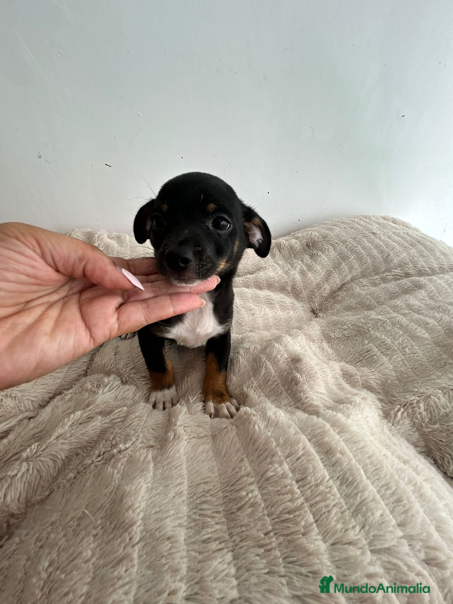 Chihuahua perros Chihuahua  - Anuncio 1