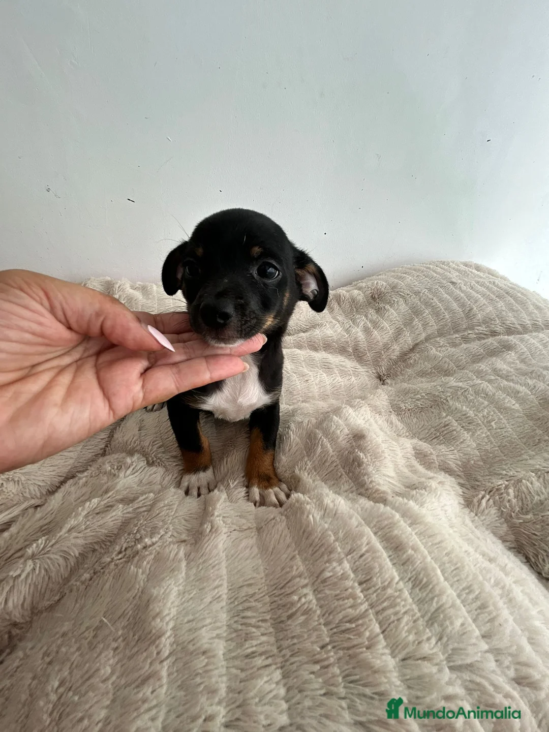 Chihuahua perros en venta: Chihuahua  - Anuncio 1