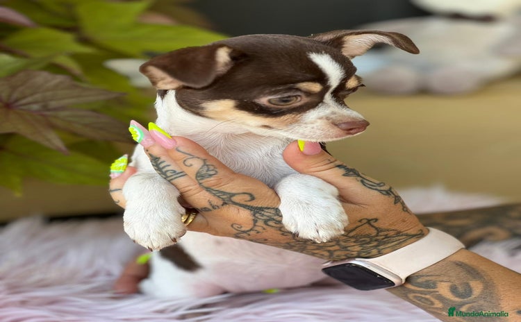 Chihuahua perros - Propaganda 1