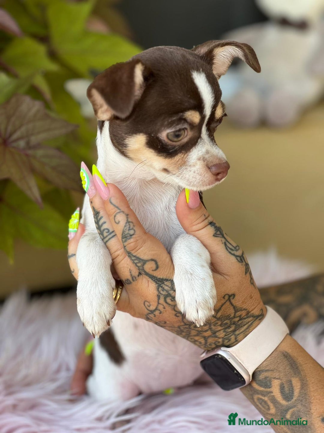 Chihuahua perros en venta: Chihuahua tricolor  - Imagen 1