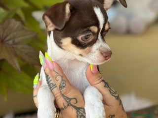 Chihuahua perros - Anuncio 3
