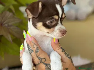 Chihuahua perros Chihuahua tricolor - Anuncio 19