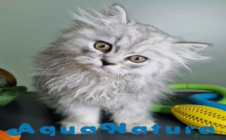 Persa gatos - Anuncio 3