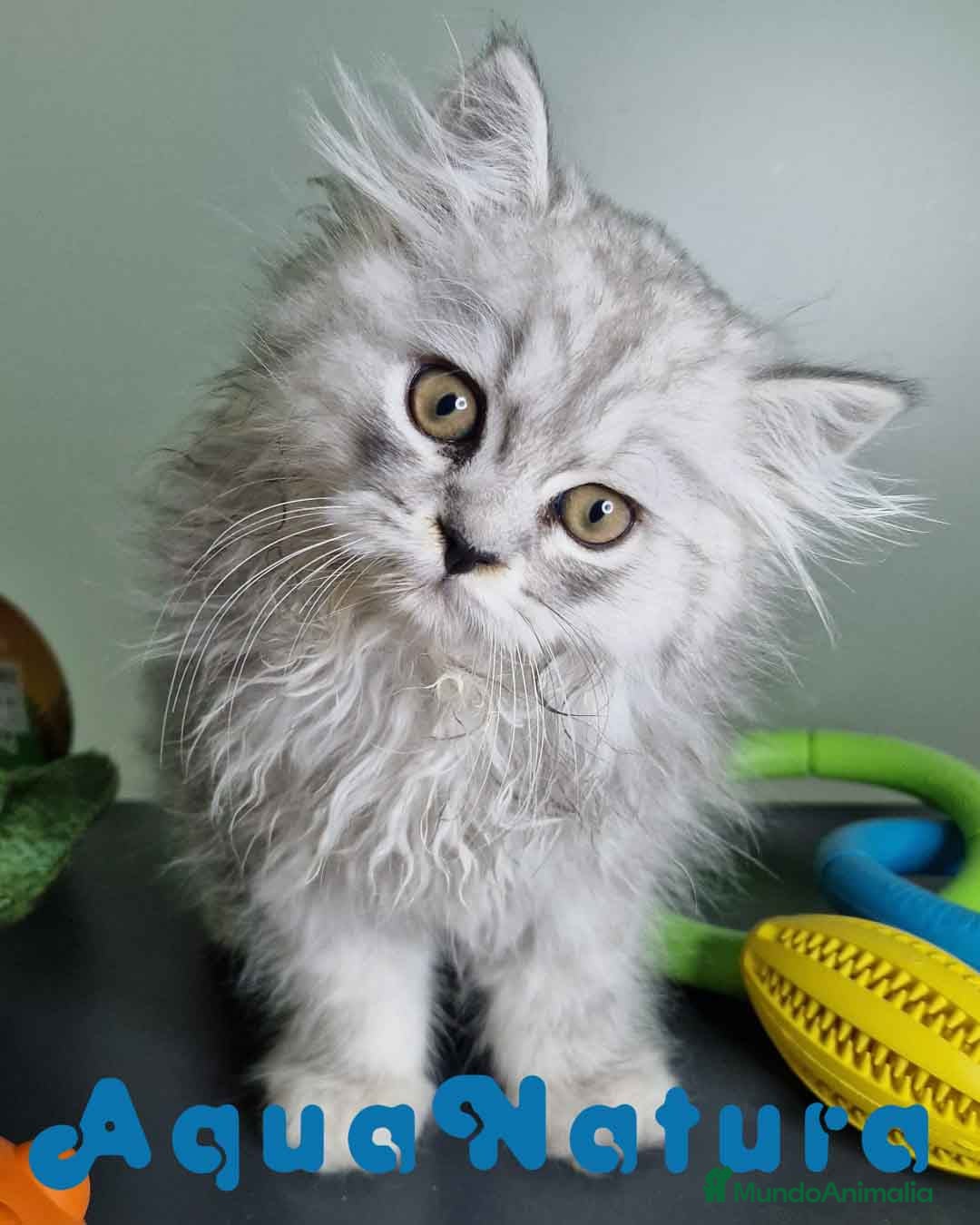 Persa gatos en venta: Persa Macho Virgi 7733 AQUANATURA - Imagen 1