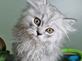 Persa gatos - Anuncio 3