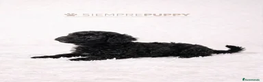 Caniche Toy 2