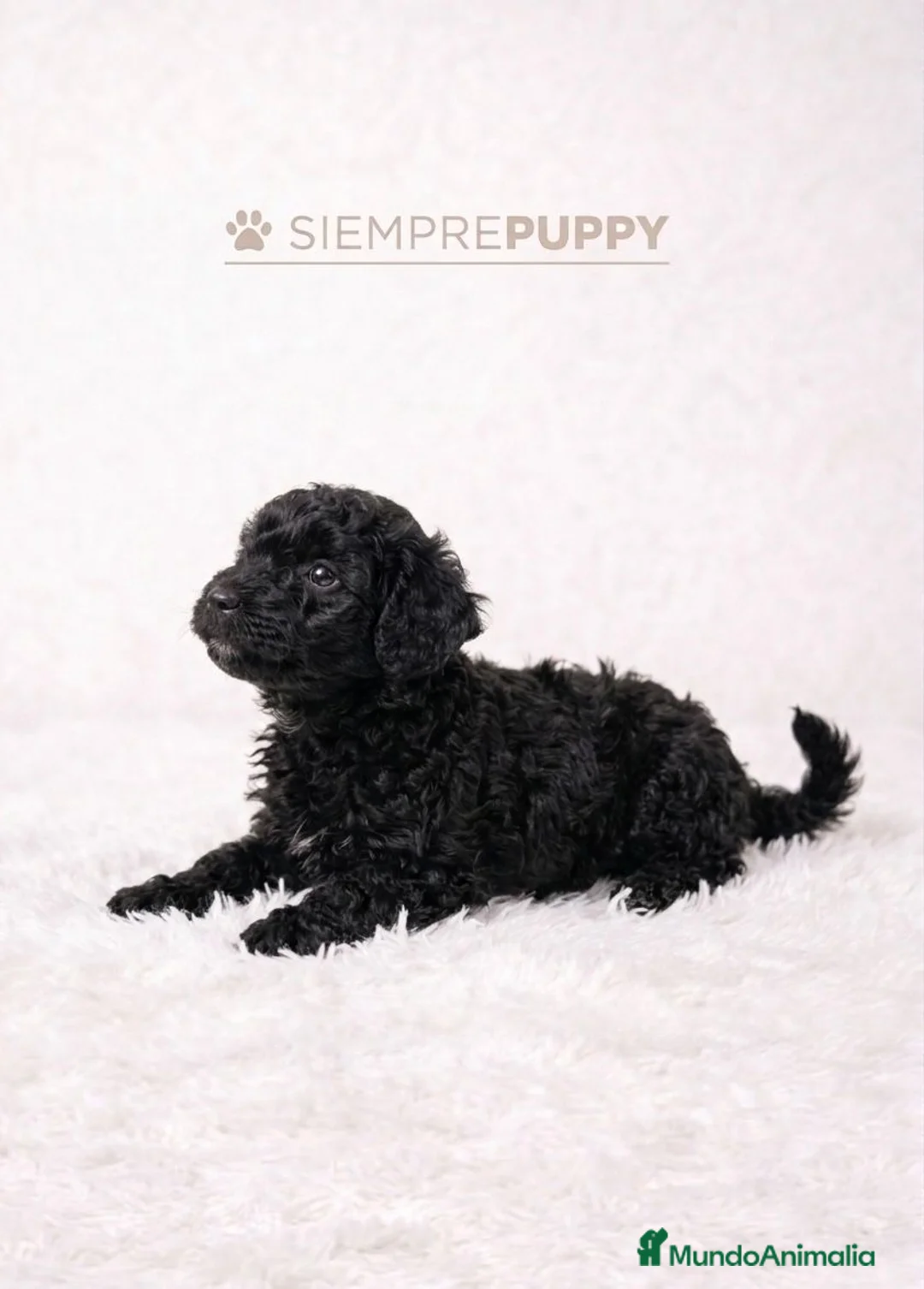 Caniche Toy perros en venta: CANICHE NEGRO MINI TOY - Anuncio 2