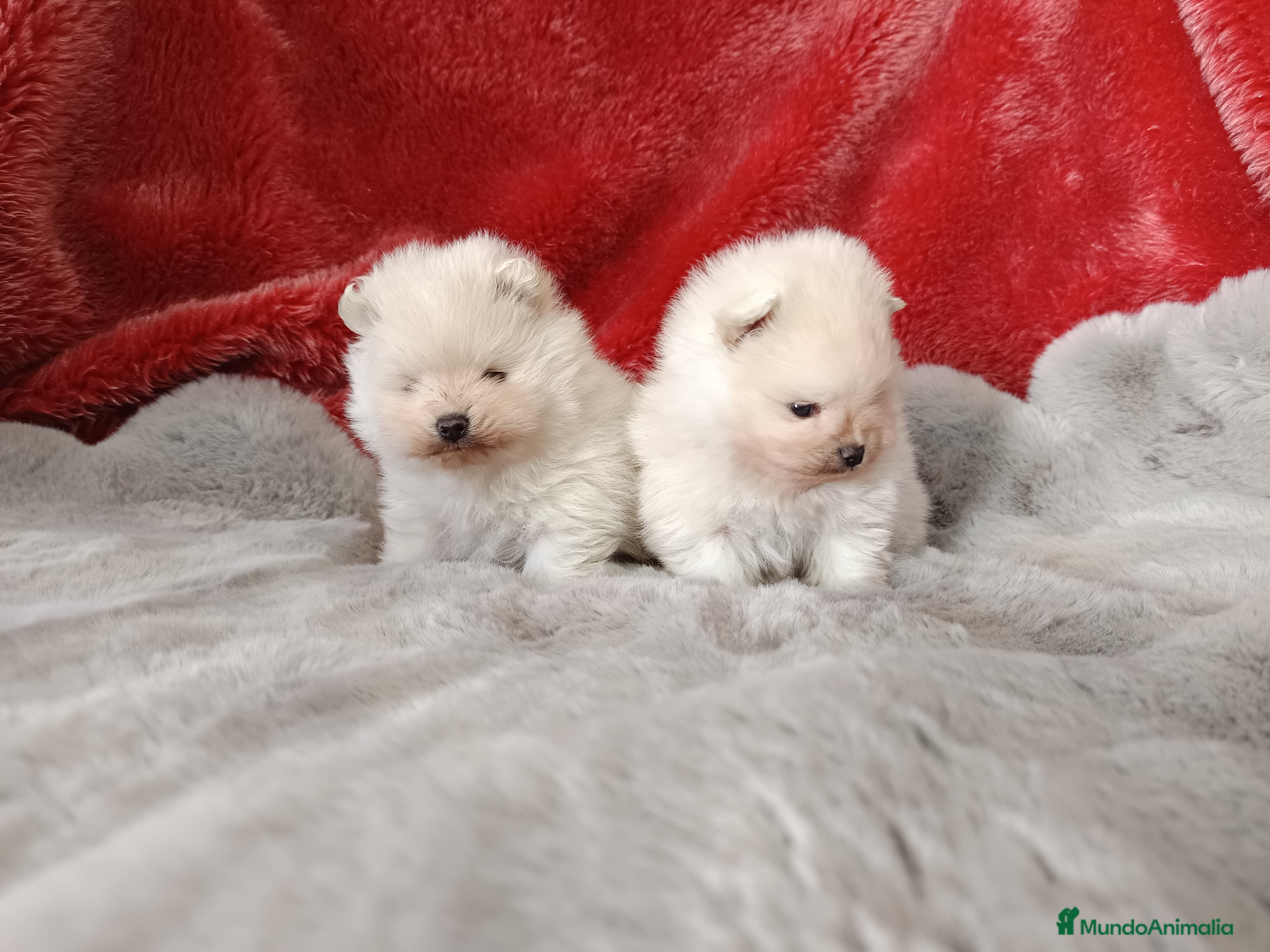 Pomerania perros Pomerania de Lulú  en Badajoz - Anuncio 2